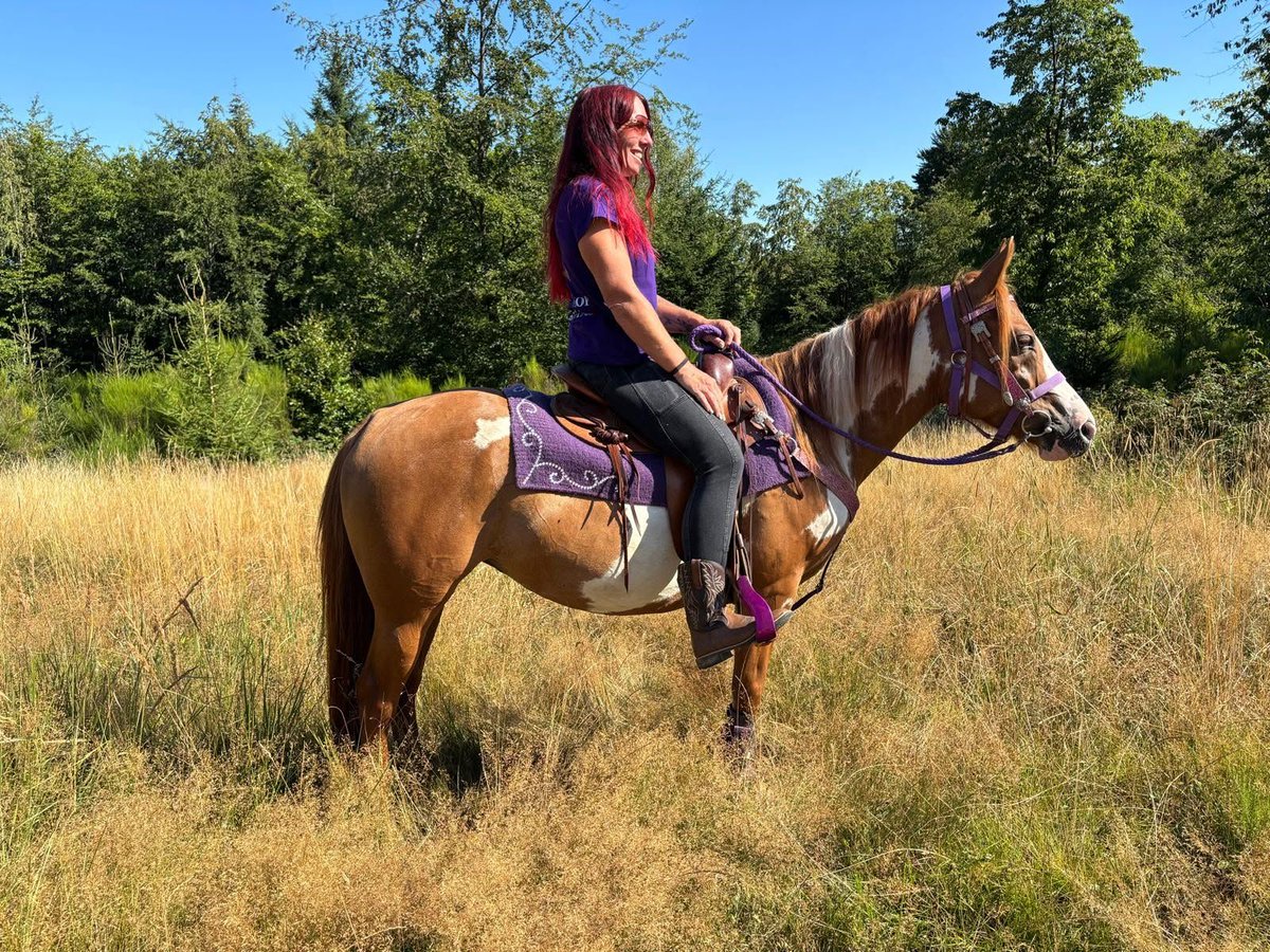ehorses_com's tweet photo. American Paint Horse Mare 🐴 Pinto beauty with a versatile, calm nature—ideal for all-round riding, t
🔗 https://t.co/jjQOmBLbXX
#ehorses #americanpainthorse #leisurehorses #mare #pinto #horselove #horse #horses #horselover #foundonehorses https://t.co/OnLvqegJ1e