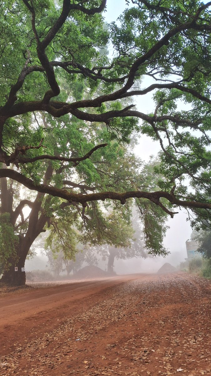 Allinnelima's tweet photo. Um #tbt  de um outono em Guiné-Bissau. https://t.co/GwbncFO2PA