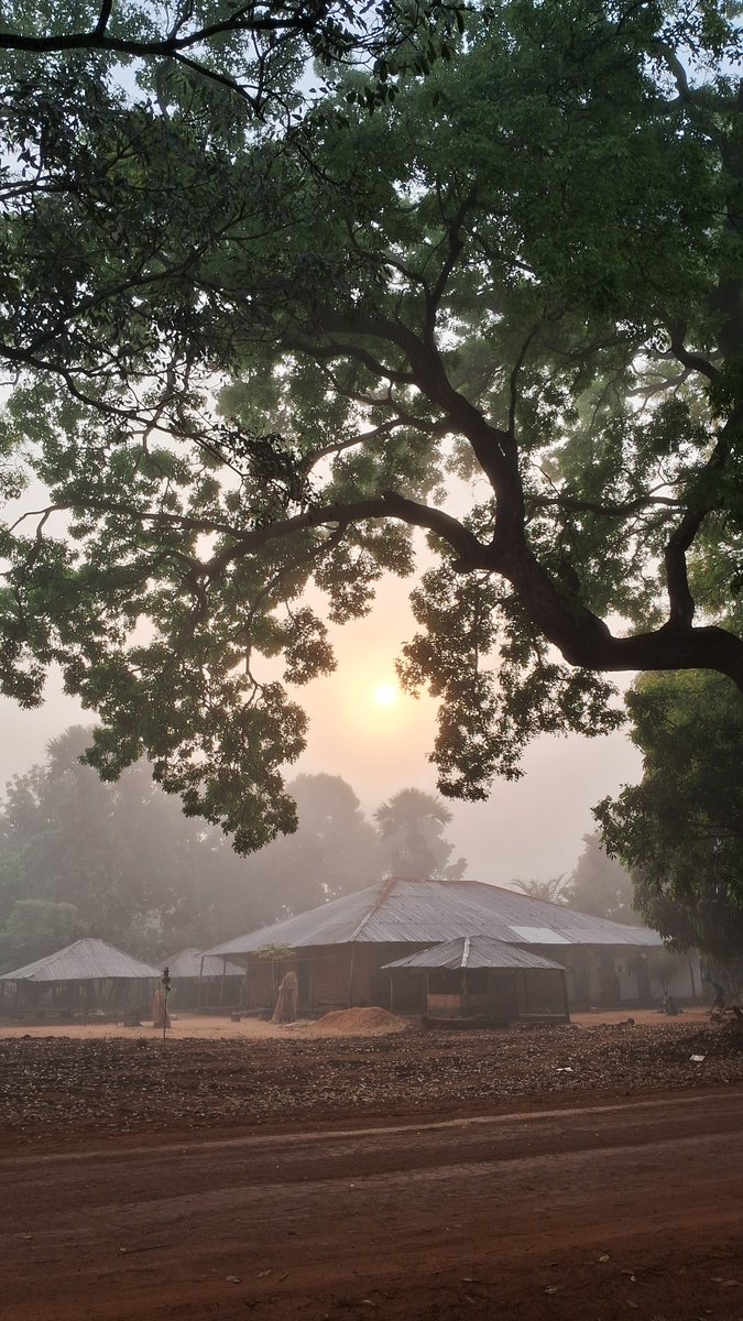 Allinnelima's tweet photo. 06:00 de uma manhã em Guiné-Bissau #Plants #AfricanEducation #explore https://t.co/KQ6exjWcWp