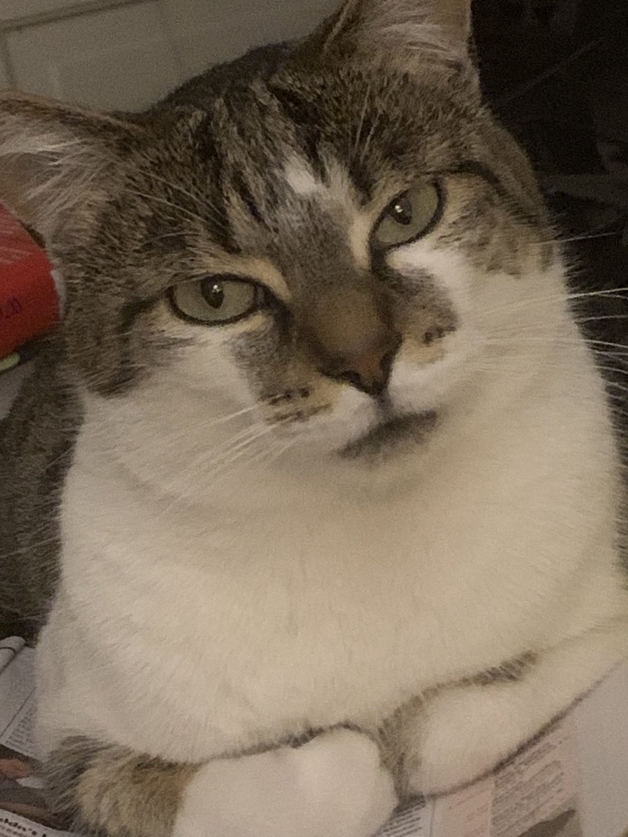 size5Choos's tweet photo. #WhiskersWednesday
#CstsOfTwitter https://t.co/exaoOQsZBQ