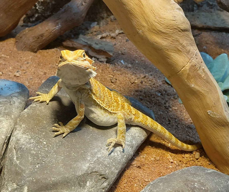 YomiQuinnley's tweet photo. I've adopted this lizard to stare at you. 

You are obligated to stare back and say hi to her. https://t.co/HlMbkyE2Yg