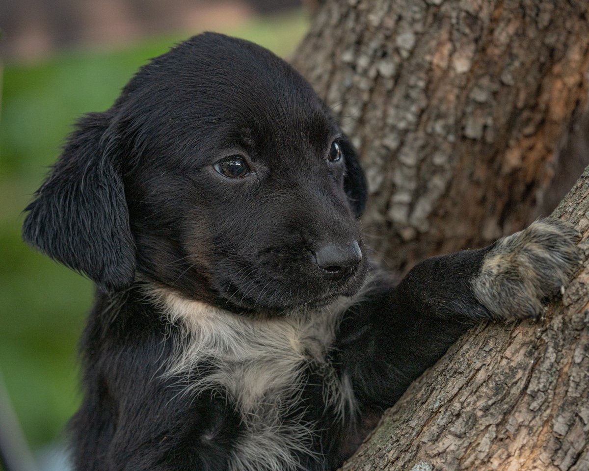 vidaconperros's tweet photo. HERA, hija de labradora en adopción. Camada que hemos acogido de mes y medio más o menos. 
Si quieres adoptarle escríbenos a vidaconperros@hotmail.com en Madrid y madrid Sur. 
Si no puedes adoptar dale like y compartir 🙏🏼 https://t.co/WdIppiM0mp