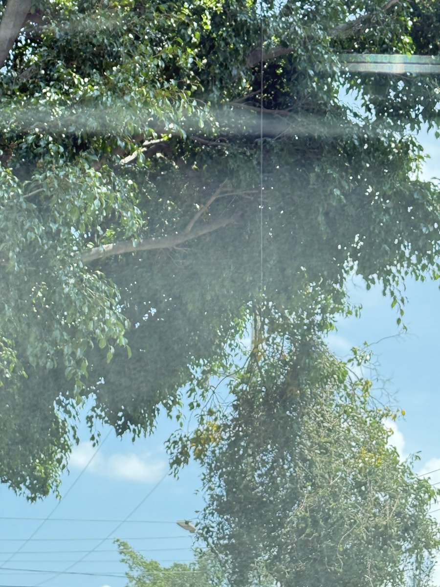 shonyya's tweet photo. @PCYBOMGDL rama de árbol a punto de caer.calle sierra de Mapimi esq sierra de tepehuanes en GDL cp 44300 @GuadalajaraGob https://t.co/08LW8gLWNX