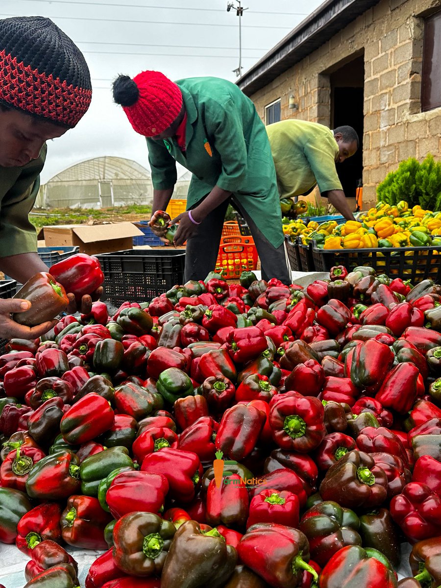 farmnatics's tweet photo. Today’s harvest was beautiful. We make dirt look so so good.

We are currently addicted to growing premium vegetables in Nigeria. https://t.co/l6EPvAKHZL