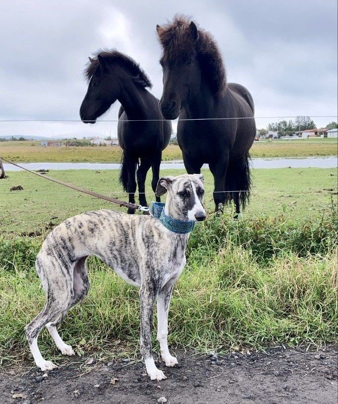 Sofia_zoogirl's tweet photo. 🐾 Ready for your daily dose of K9 &amp; horse content? 🐶🐴

Epic photos, training highlights, and amazing animal moments await.

📲 Join us: @Sofia_zoogirl

#Dogs #K9 #HorseLovers #DogLovers #Animals https://t.co/i6dVFasXO4
