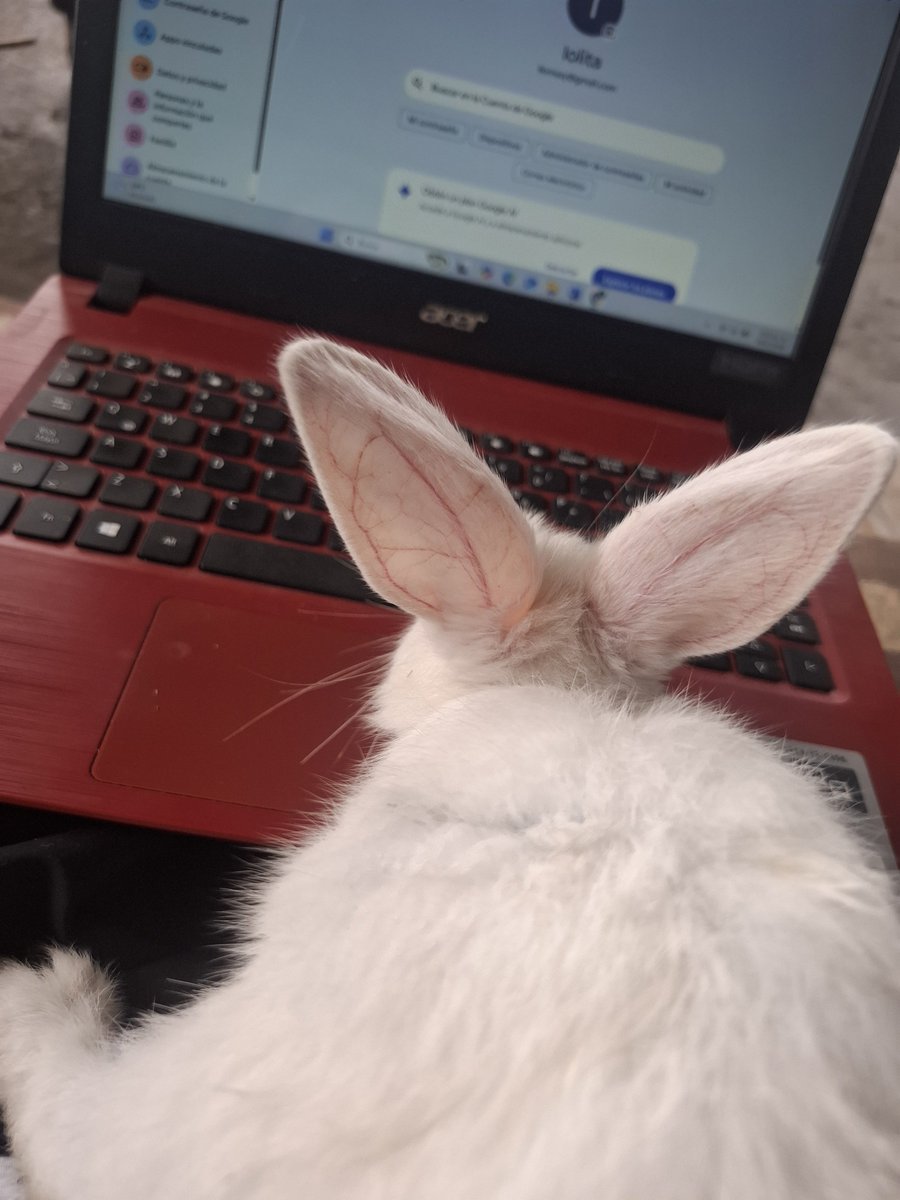 lro_mbha's tweet photo. Copito es intelectual https://t.co/1czzvASCvn