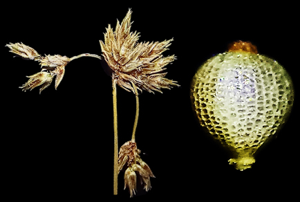 Phytotaxa's tweet photo. Resolving the nomenclature and typification of African Hair Sedge—Bulbostylis trabeculata (#Abildgaardieae, #Cyperaceae) and a new record of its distribution in #Asia
https://t.co/dpZgQewWfI https://t.co/tzmt069Yqx
