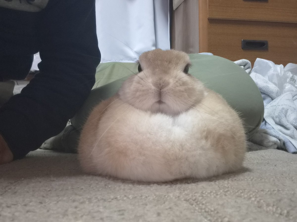 qkgpso4tQw85289's tweet photo. もう華金だって
早いねえ～

ゴンちゃんは大好きなおやつがAmazonで品切れで拗ねてお餅になったよ🐰

みんな素敵な一日を！　暑いけど頑張ってね💦 https://t.co/6P3lmKK9dZ