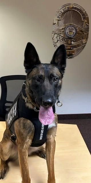 VIK9s's tweet photo. 🛡️ K9 Echo of the Evans Police Department is now protected with a new bullet- and stab-resistant vest thanks to sponsor Paula Jacobi Richard, honoring CSPD K9 Roam. 💙

Help protect the next K9 hero.

👉 https://t.co/LHqww1VutD
#ProtectPoliceK9s #K9Echo #SponsorAVest https://t.co/W3FxyjZGBs