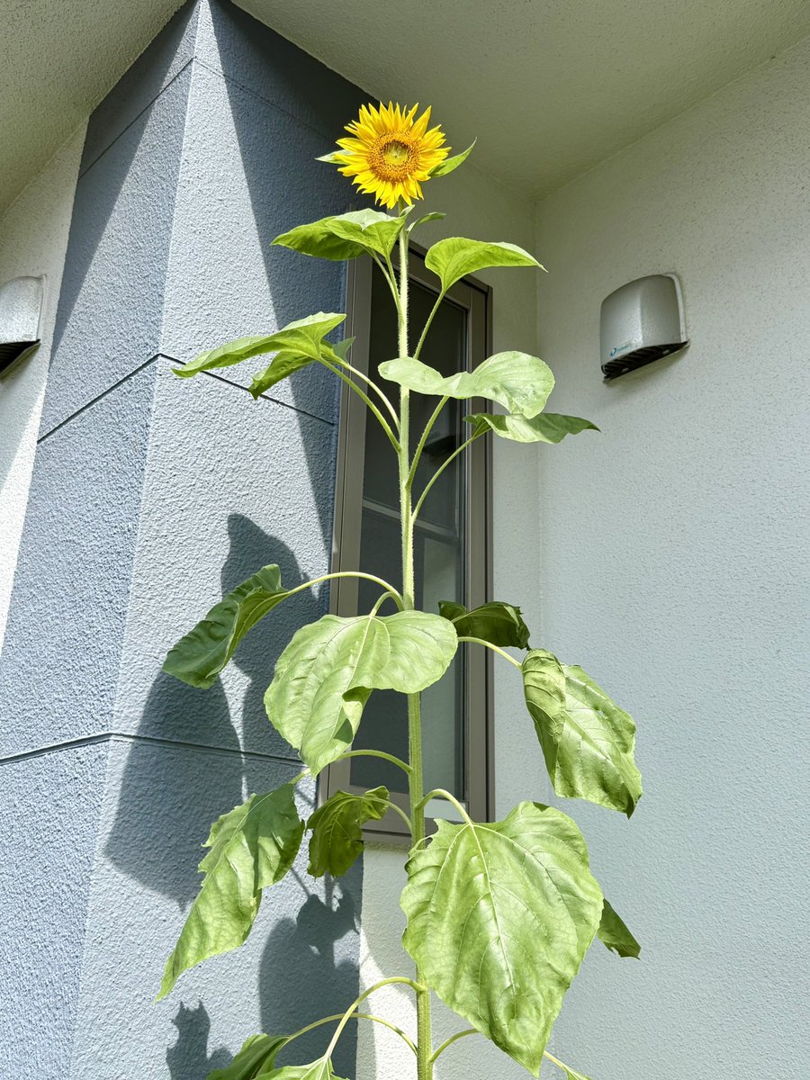 micharin335's tweet photo. 窓の日除けに蒔いた🌻の花が

今日咲いた*.(๓´͈ ˘ `͈๓).*🫶💛

背の割には小顔だね～(*^^*) https://t.co/smV09QlzjT