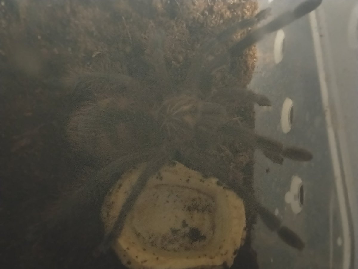 prof_Confuser's tweet photo. Well she has grown quite a bit since this was taken. her feet wouldn't even touch the sides on that bowl now. she has a bigger one but still wouldn't fully fit over it - this was her response to me filling it through an air hole with dropper bottle. https://t.co/RRdm33cTKo