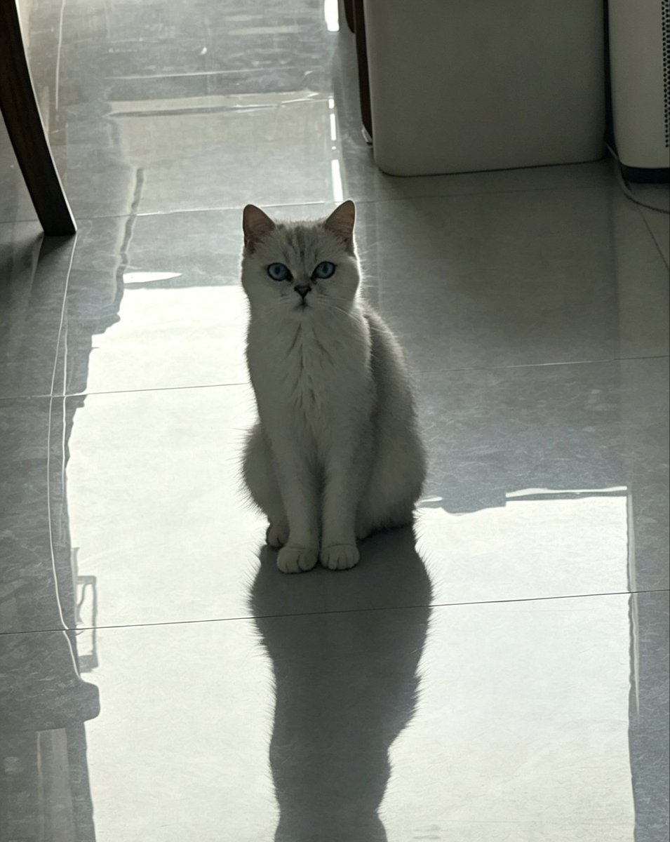XYang0120's tweet photo. 小猫就这样看着我出门上班 https://t.co/y40gqdpX8r