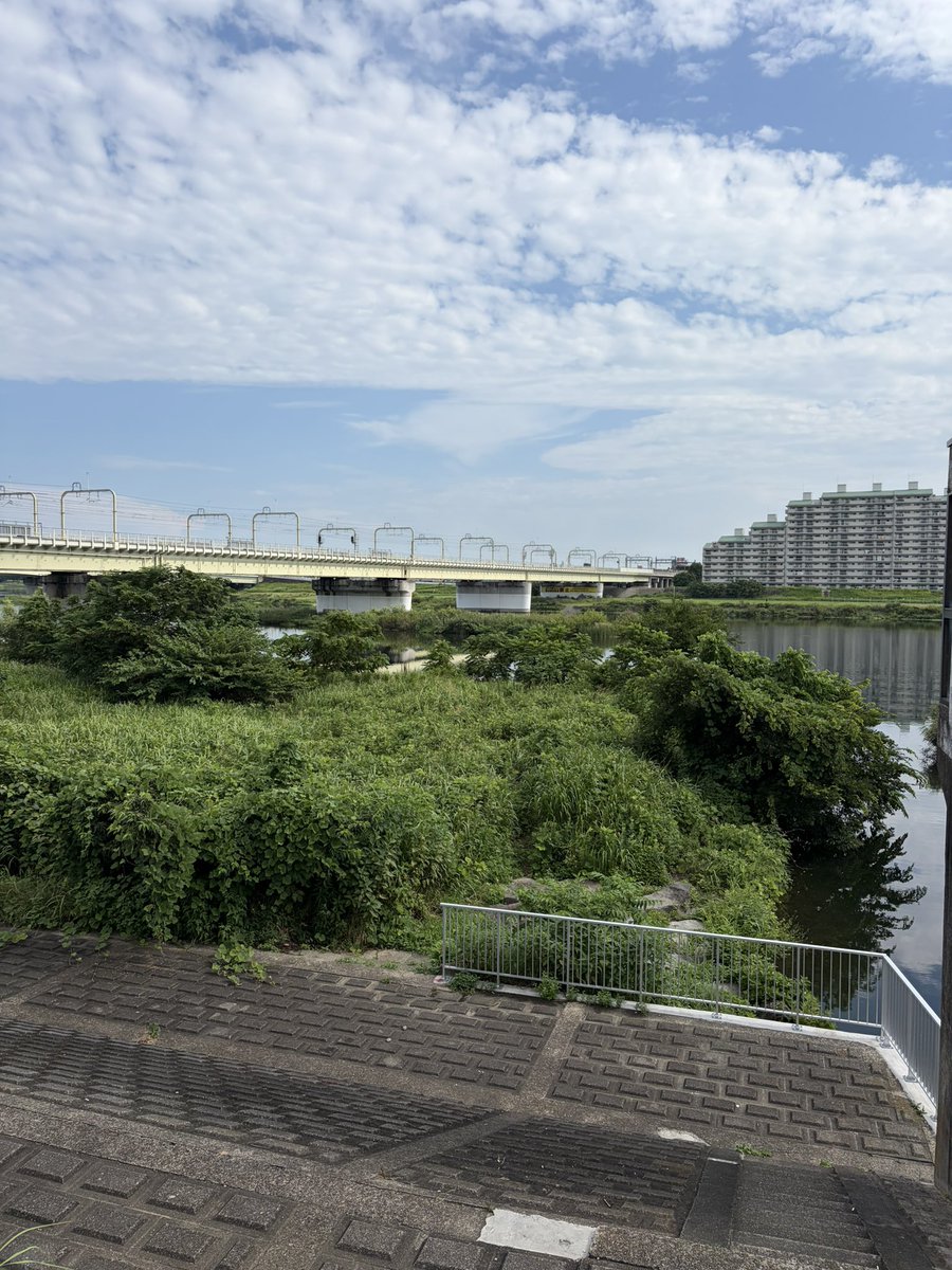 Mt_SwordFish's tweet photo. 8/1の保全活動に向けて、せせらぎ池の朝活下見へ！
アレチウリは多いけれど、保全対象のタコノアシもしっかり育ってきています。 https://t.co/7IL1hVrTEL