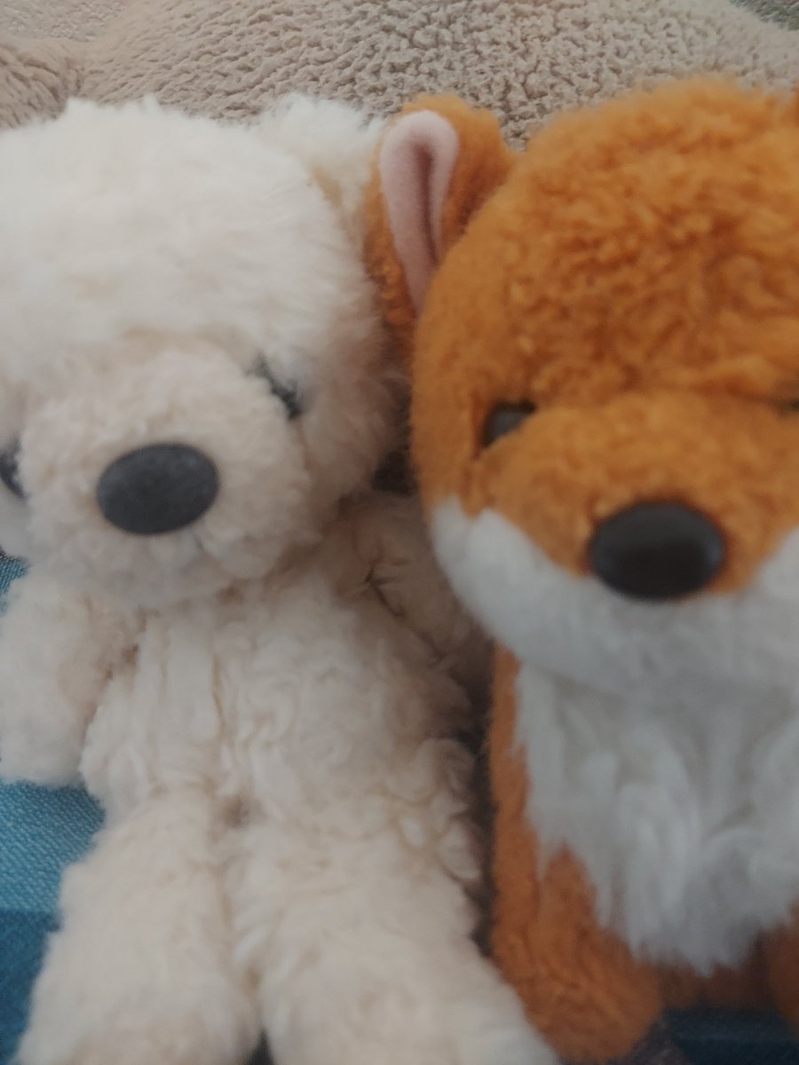 manmaruleonui's tweet photo. #ぬいぬしの趣味コーナー　
実家のこたち https://t.co/whm0rBMvxH