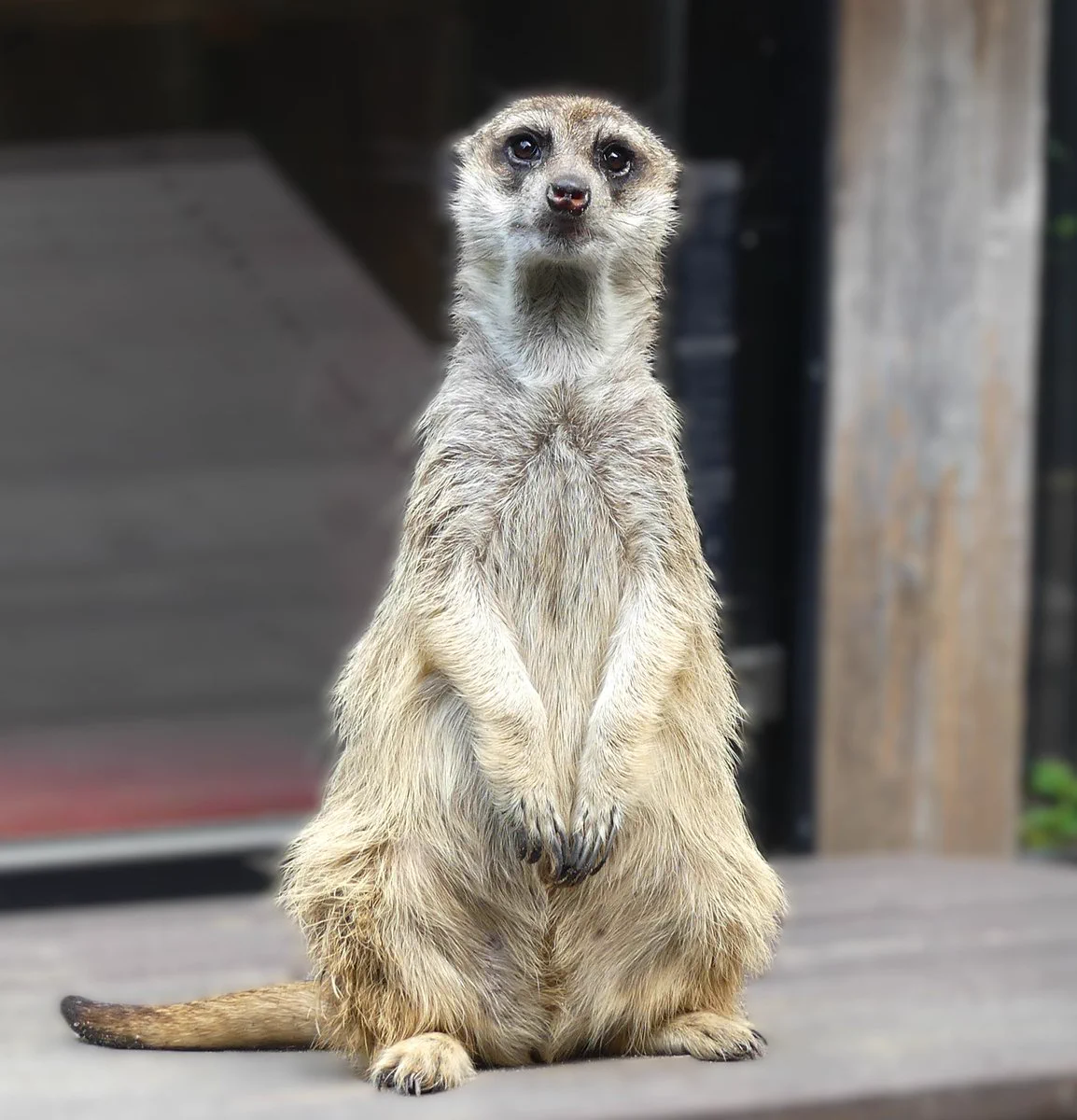 上野動物園［公式］ on X: 