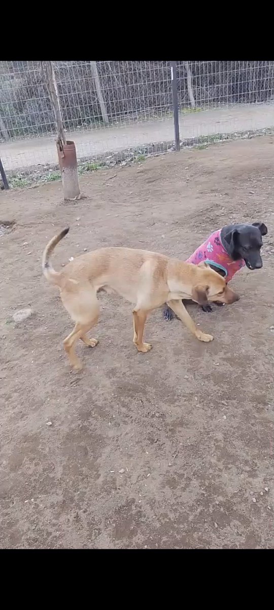 betohi's tweet photo. ‼️Nos dan una manito por favor 🙏🏻🙏🏻🐶🐩❤️‼️
Amiig@s el día 9 de Agosto  tenemos que pagar el ht de OLGUITA y su hijito Canelito ya tenemos $50.000 de los $100.000 mensuales  por los 2  bebés 
Les ruego ayuda con lo que UD pueda todo pesito es muy valioso por favor 🙏🏻🐩🐕🥰❤️🐾 https://t.co/mtzcBGItHK