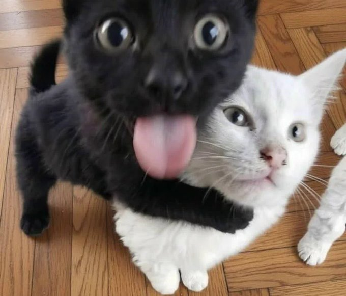 moi🍎🐈⬛ tweet media