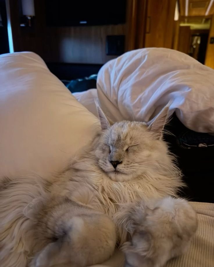 acervorauw's tweet photo. não aguento que o rauw colocou o nome desse gato de haKU https://t.co/uwpLEwoMRA