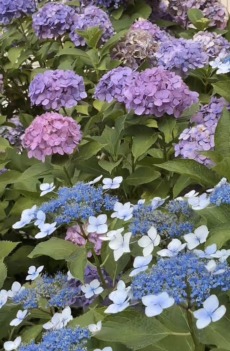 webstudysapporo's tweet photo. おはようございます
しばらくは涼しい日が続きますね
来週からは暑い日が帰って来るみたいなので、今はゆっくりと😀
訓練も大事ですが、体調を整えるのも大事ですよ😀
写真は、春日緑地の紫陽花です。綺麗ですね #職業訓練 #札幌 #WSS #Webデザイナー #Web制作 #エンジニア #Webコーダー #紫陽花 https://t.co/ta0uj8a1TI