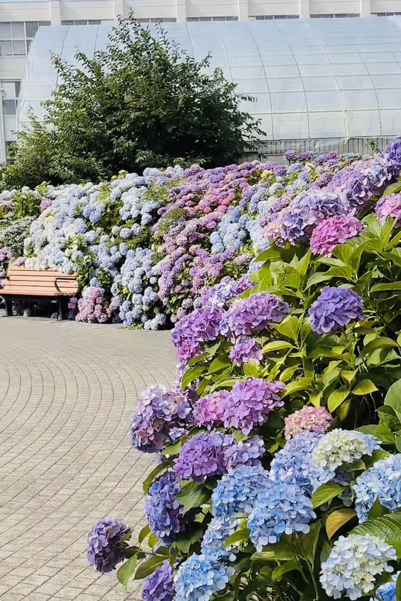 webstudysapporo's tweet photo. おはようございます
しばらくは涼しい日が続きますね
来週からは暑い日が帰って来るみたいなので、今はゆっくりと😀
訓練も大事ですが、体調を整えるのも大事ですよ😀
写真は、春日緑地の紫陽花です。綺麗ですね #職業訓練 #札幌 #WSS #Webデザイナー #Web制作 #エンジニア #Webコーダー #紫陽花 https://t.co/ta0uj8a1TI