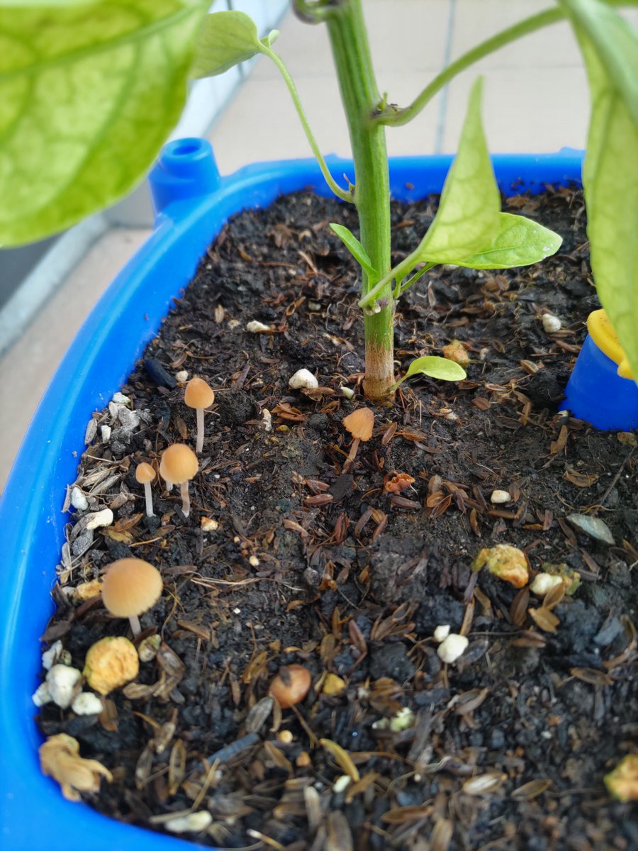 kako080822's tweet photo. 子供が夏休みに学校から持ち帰ったピーマンの鉢に、キノコが生えてた。

しかも毎日1本ずつ増えてる…！

これ観察して自由研究にすればいいやん✨とワクワクしてる私に対して、子供は乗り気じゃない😢

増えるキノコが怖いらしい💧 https://t.co/KcfjsbfaRs