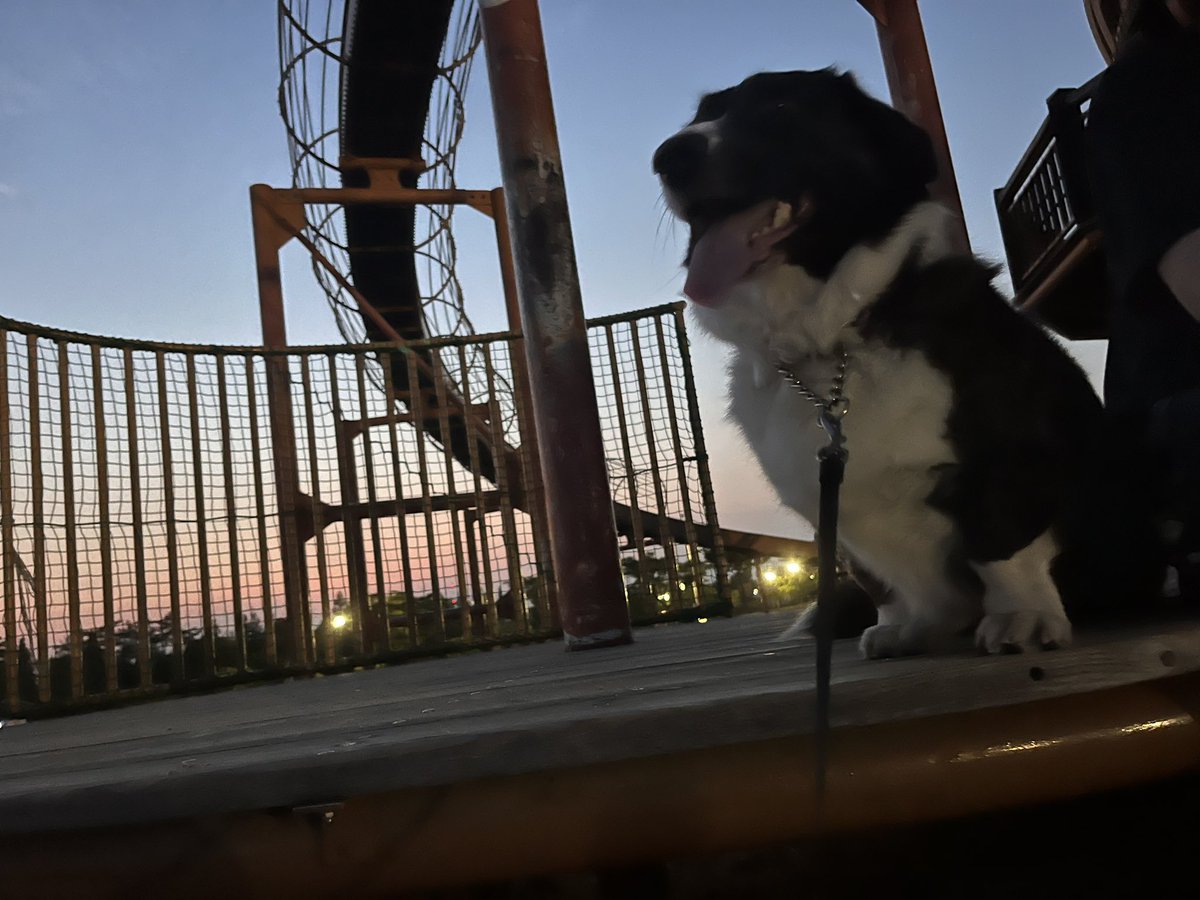 RSR1258's tweet photo. 夜公園でコギ友できた🐶💗
うちの子、友達いっぱい出来ました🤝
人見知りのうちの子だけど、しっぽふって遊べたし、やっぱわんこ愛好家ばっかりだから理解もあって楽しかった！！ https://t.co/i1HhLR5tKk