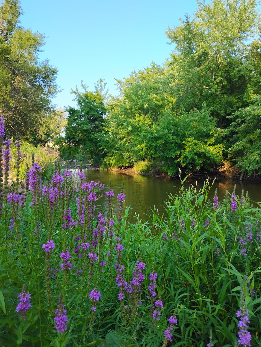 QuackersWorld's tweet photo. Purple Longstrife along the banks of Skunk Creek

#SiouxFalls #SouthDakota #Wildflowers https://t.co/ooVpZie5Dt