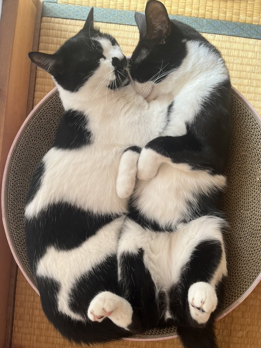 chimakiningen's tweet photo. おれ達はむっちり猫に生かされている https://t.co/xjdAB12YH7