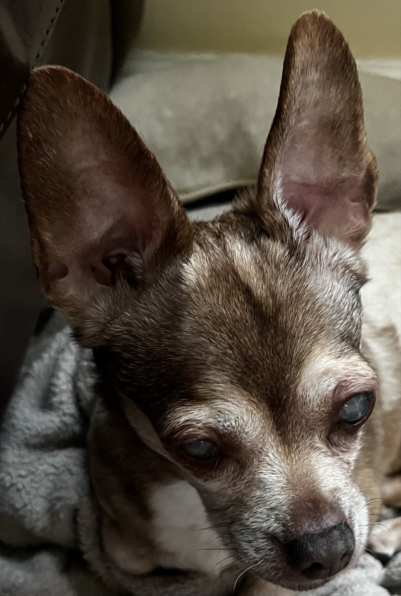 chicathechih's tweet photo. Just sitting here thinking… 🤔  
Mom tries to feed me, but she doesn’t grind the chicken the same way dad does. 
Only Hudad does it right. And then he sneaks in my medication without me noticing 🤣Silly Dad 😂 
#TaterTotSquad #Dogs #Dog #pets #DogsofX https://t.co/SqPH3hBkO4