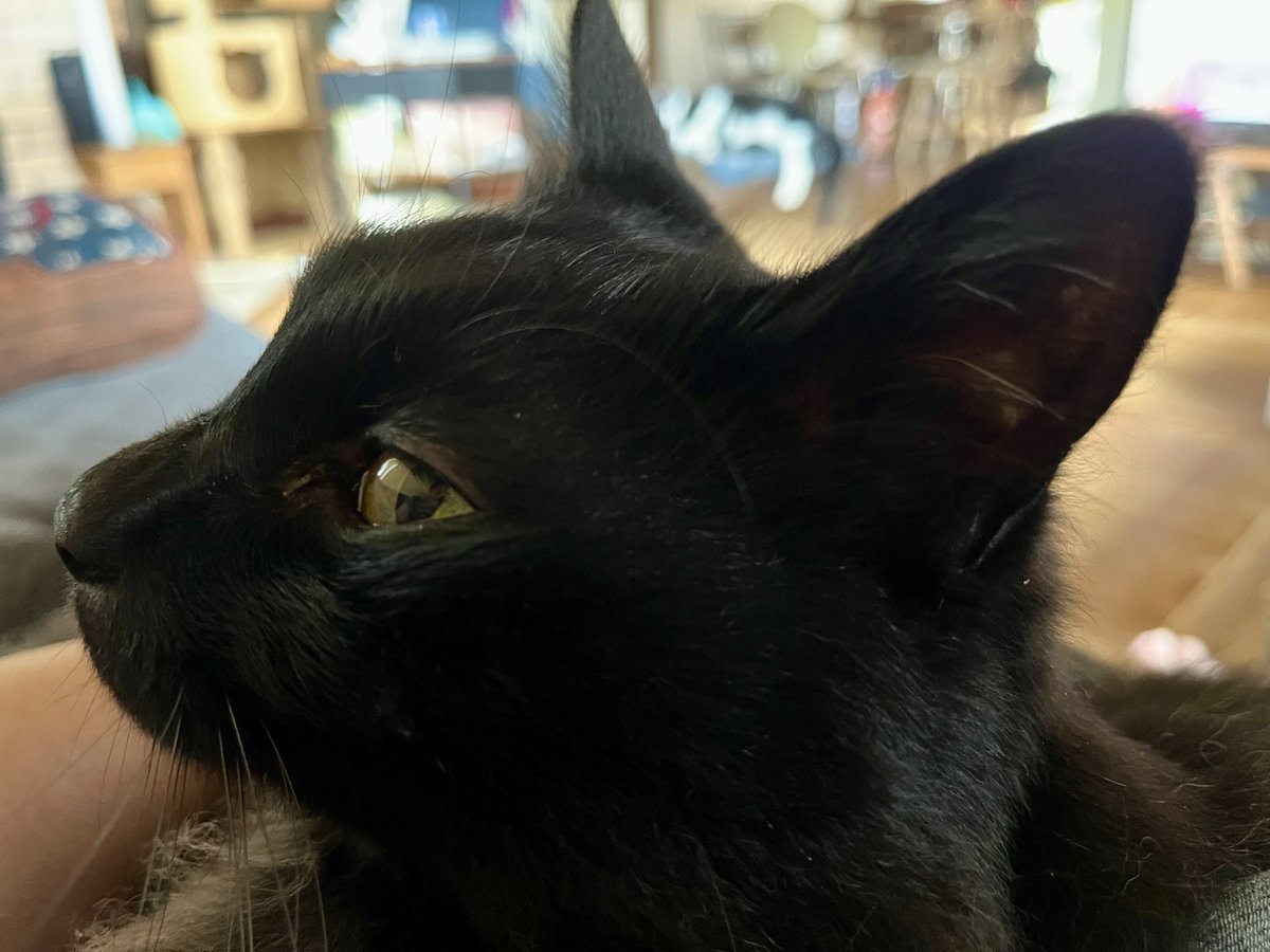 Kyukine5's tweet photo. おはようございます

横顔が好き(いや全部好きだけど)

 #猫と暮らす  #黒長毛  #黒モフ  #猫 https://t.co/HauboMaXVE