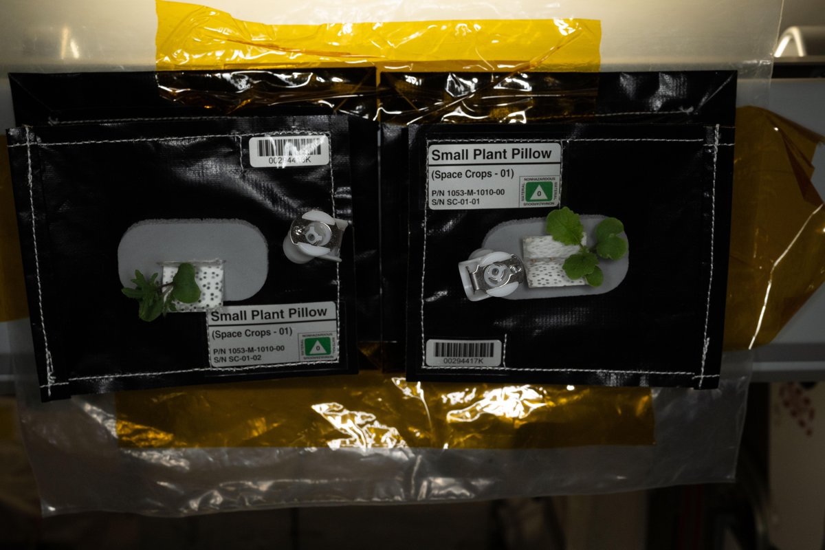 Space_Station's tweet photo. New plants have sprouted in space! 🌱

These leafy greens are helping researchers study how plants develop outside of dedicated growth facilities. What we learn could shape the future of fresh food production on missions to the Moon and beyond. https://t.co/AkynUGUHpC https://t.co/6YmX0ihPwk