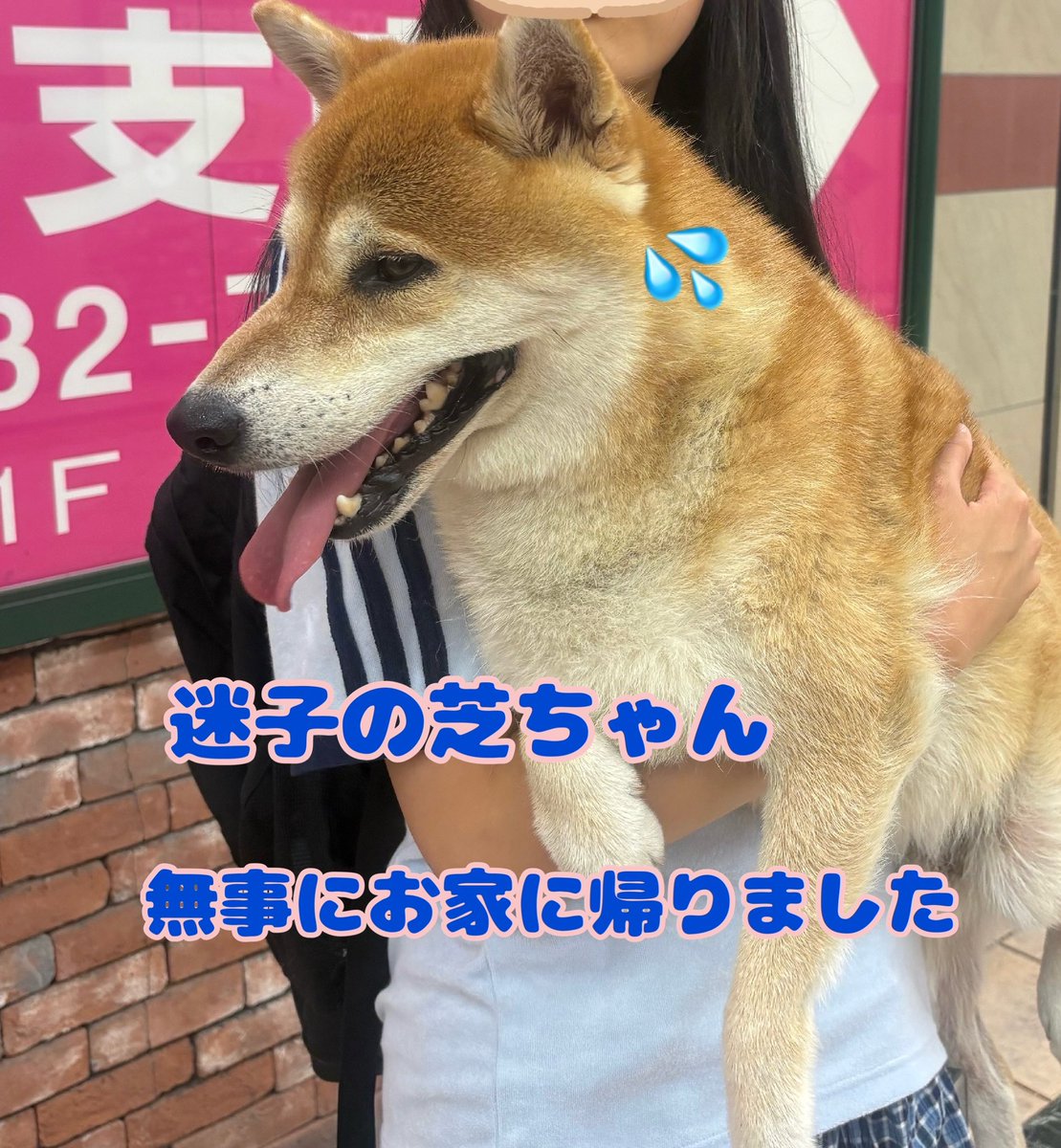 mirurin42's tweet photo. 天王寺アポロビルの迷子犬

阿倍野警察署の方へ
飼い主さん お迎えに来られました

昨日無事にお家に帰りました
皆さんの拡散情報が飼い主さんに
届きました
本当にありがとうございました

 #天王寺  #アポロビル  #柴犬  #迷子犬 https://t.co/CMRC33iuSz