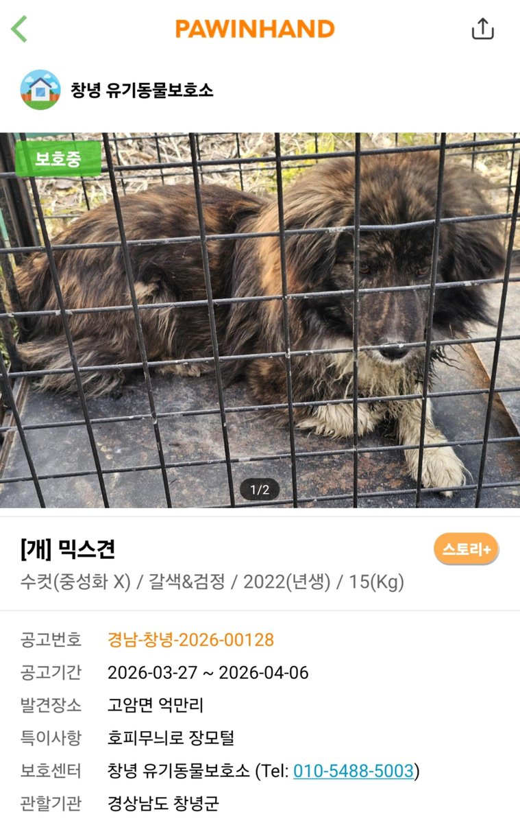 bebes_home_plz's tweet photo. 이 친구 자꾸 눈에 밟혀서...ㅠㅠ
임보처만 있으면 구조할텐데....ㅠㅠㅠㅠ.... 똑같이 생긴 남매가 둘 다 보호소로 들어온 것 같아요....

입양홍보 이동봉사 모든 비용 교육까지 지원 가능한데... 혹시.... 하는 마음에 올려봅니다...ㅜㅜㅠㅠ https://t.co/sw18II9CYK