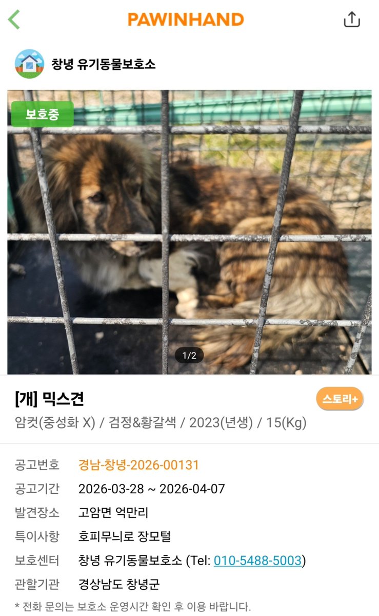bebes_home_plz's tweet photo. 이 친구 자꾸 눈에 밟혀서...ㅠㅠ
임보처만 있으면 구조할텐데....ㅠㅠㅠㅠ.... 똑같이 생긴 남매가 둘 다 보호소로 들어온 것 같아요....

입양홍보 이동봉사 모든 비용 교육까지 지원 가능한데... 혹시.... 하는 마음에 올려봅니다...ㅜㅜㅠㅠ https://t.co/sw18II9CYK
