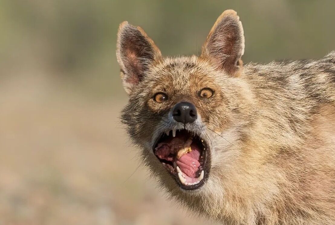 SamnjfIR's tweet photo. @USDOL @POTUS @WhiteHouse @VP @RapidResponse47 @PressSec @Sonderling47 Crazy animal same USA big ass Mann @realDonaldTrump https://t.co/1sJm9VYhmR