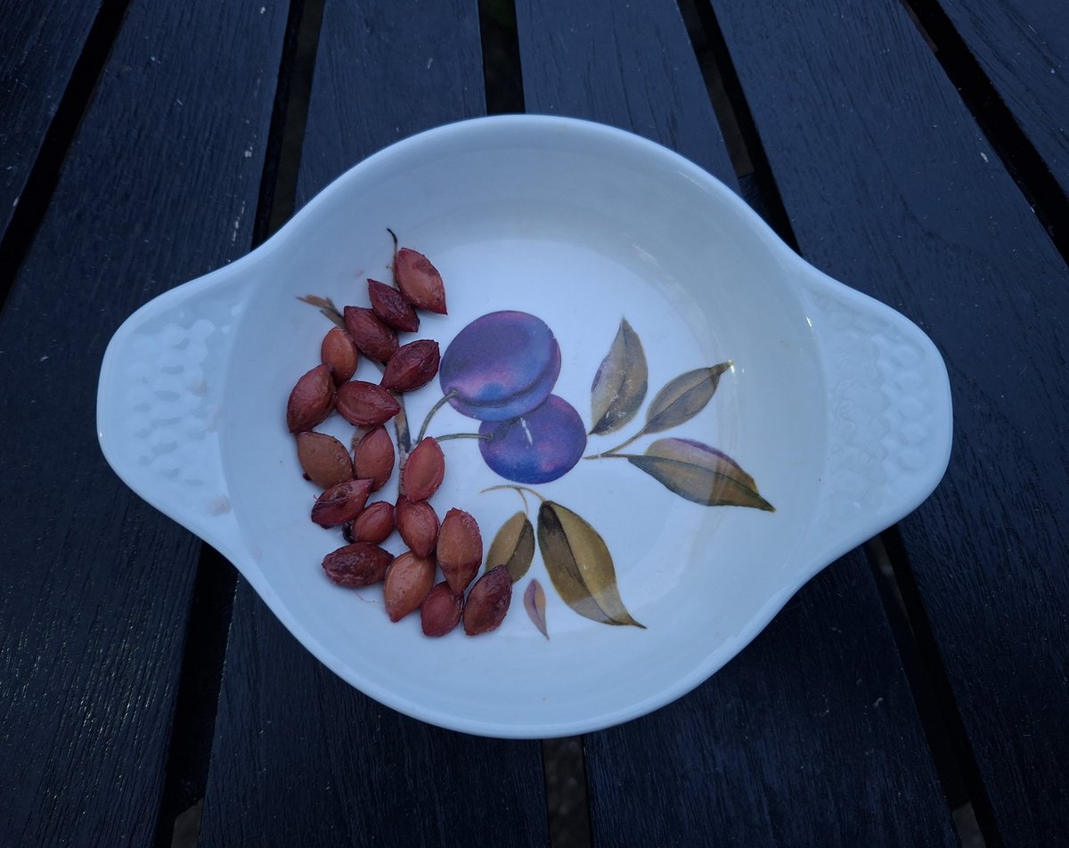 Damsonplums's tweet photo. Mmmmmm, that was delicious !
#damson #crumble 
In case you're wondering : 'Tailor' https://t.co/MpKFHJwZMs