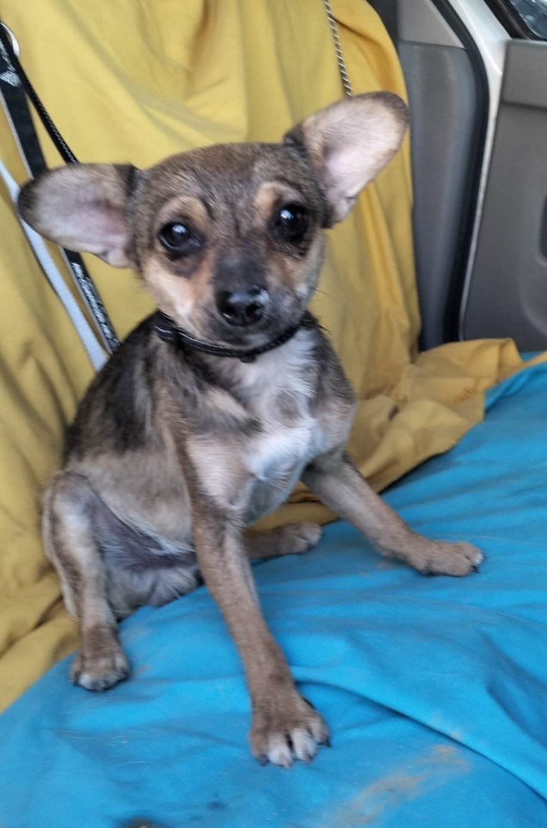 SilviaMylo's tweet photo. Mirad que bonito y qué gracioso, parece un gremlin precioso, y por una vez este mix de Chihuahua necesita una familia 🙏🏻. Digo por una vez porque normalmente los perros pequeños salen fácilmente. Me han dicho que es mucho más bonito que en las fotos
Qué lugar puede ocupar? 🙏🏻
Copio :

🆘MUY URGENTE🆘
Se necesita adopción para este precioso mix de chihuahua de un Año aproximadamente y 5 https://t.co/yqgV27ugzh un poco tímido, nada que con mucho amor no se pueda solucionar.
Está en un pueblo de Granada.
Contacto 617014893