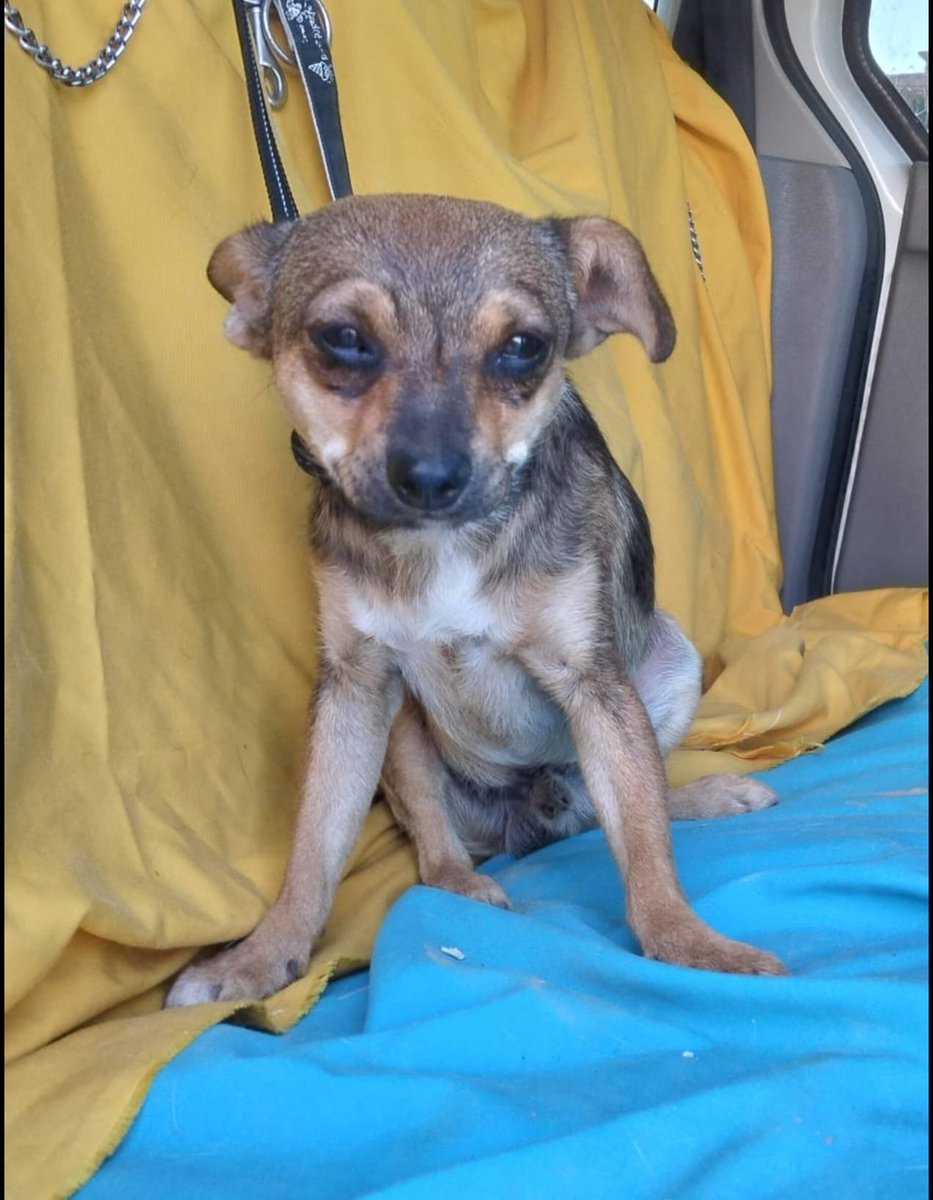 SilviaMylo's tweet photo. Mirad que bonito y qué gracioso, parece un gremlin precioso, y por una vez este mix de Chihuahua necesita una familia 🙏🏻. Digo por una vez porque normalmente los perros pequeños salen fácilmente. Me han dicho que es mucho más bonito que en las fotos
Qué lugar puede ocupar? 🙏🏻
Copio :

🆘MUY URGENTE🆘
Se necesita adopción para este precioso mix de chihuahua de un Año aproximadamente y 5 https://t.co/yqgV27ugzh un poco tímido, nada que con mucho amor no se pueda solucionar.
Está en un pueblo de Granada.
Contacto 617014893
