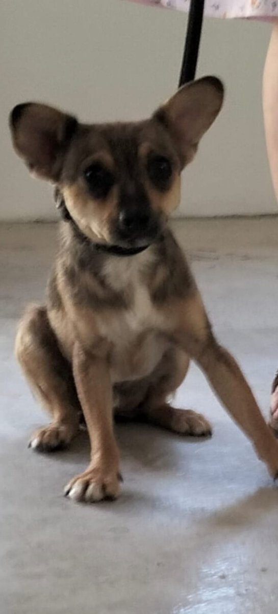 SilviaMylo's tweet photo. Mirad que bonito y qué gracioso, parece un gremlin precioso, y por una vez este mix de Chihuahua necesita una familia 🙏🏻. Digo por una vez porque normalmente los perros pequeños salen fácilmente. Me han dicho que es mucho más bonito que en las fotos
Qué lugar puede ocupar? 🙏🏻
Copio :

🆘MUY URGENTE🆘
Se necesita adopción para este precioso mix de chihuahua de un Año aproximadamente y 5 https://t.co/yqgV27ugzh un poco tímido, nada que con mucho amor no se pueda solucionar.
Está en un pueblo de Granada.
Contacto 617014893