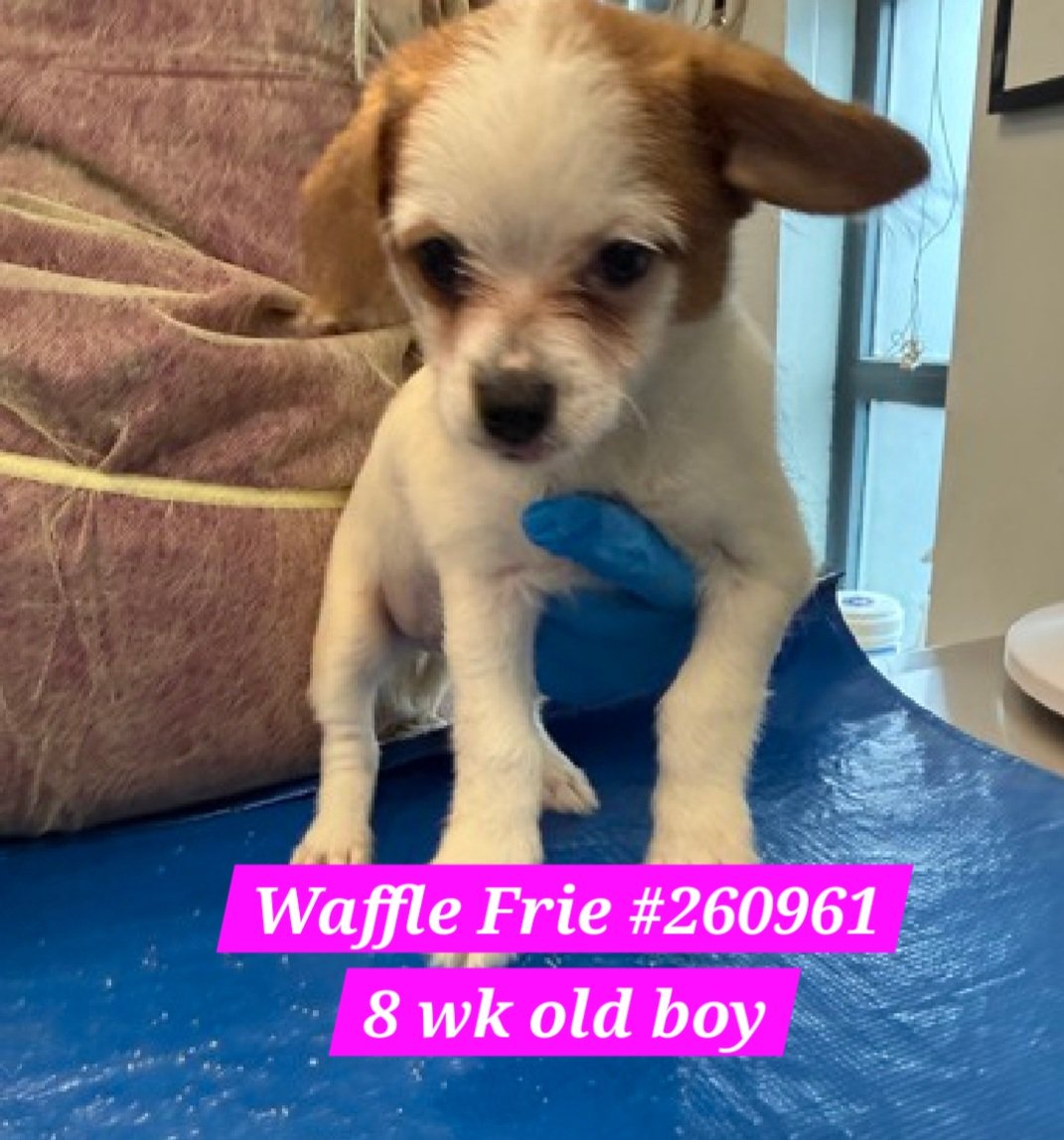 nyc_lilpaws2025's tweet photo. Puppy Time!
3 puppies from Staten Island 
#NYCACC #AdoptMe
All are 8 week old boys
Tato Tot 
https://t.co/KlvqlEOcHj
Waffle Frie https://t.co/G5PiCX3sRB
Potat Salad https://t.co/KcLuy8eZTm
#Pledge4Rescue #foster #adopt 
Need out ASAP due to shelter germs https://t.co/14jiJhqOR7