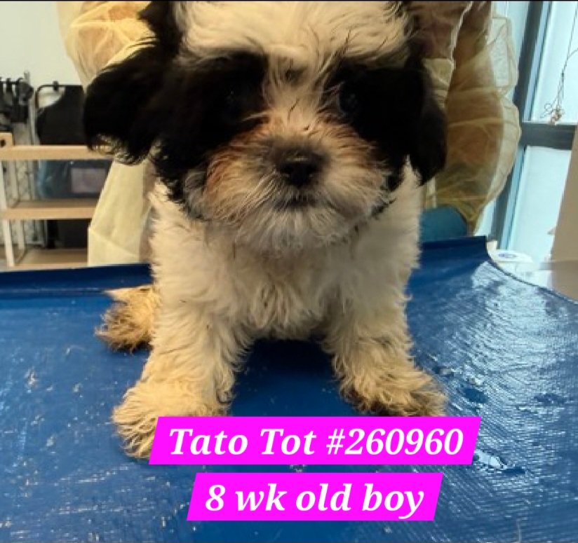 nyc_lilpaws2025's tweet photo. Puppy Time!
3 puppies from Staten Island 
#NYCACC #AdoptMe
All are 8 week old boys
Tato Tot 
https://t.co/KlvqlEOcHj
Waffle Frie https://t.co/G5PiCX3sRB
Potat Salad https://t.co/KcLuy8eZTm
#Pledge4Rescue #foster #adopt 
Need out ASAP due to shelter germs https://t.co/14jiJhqOR7