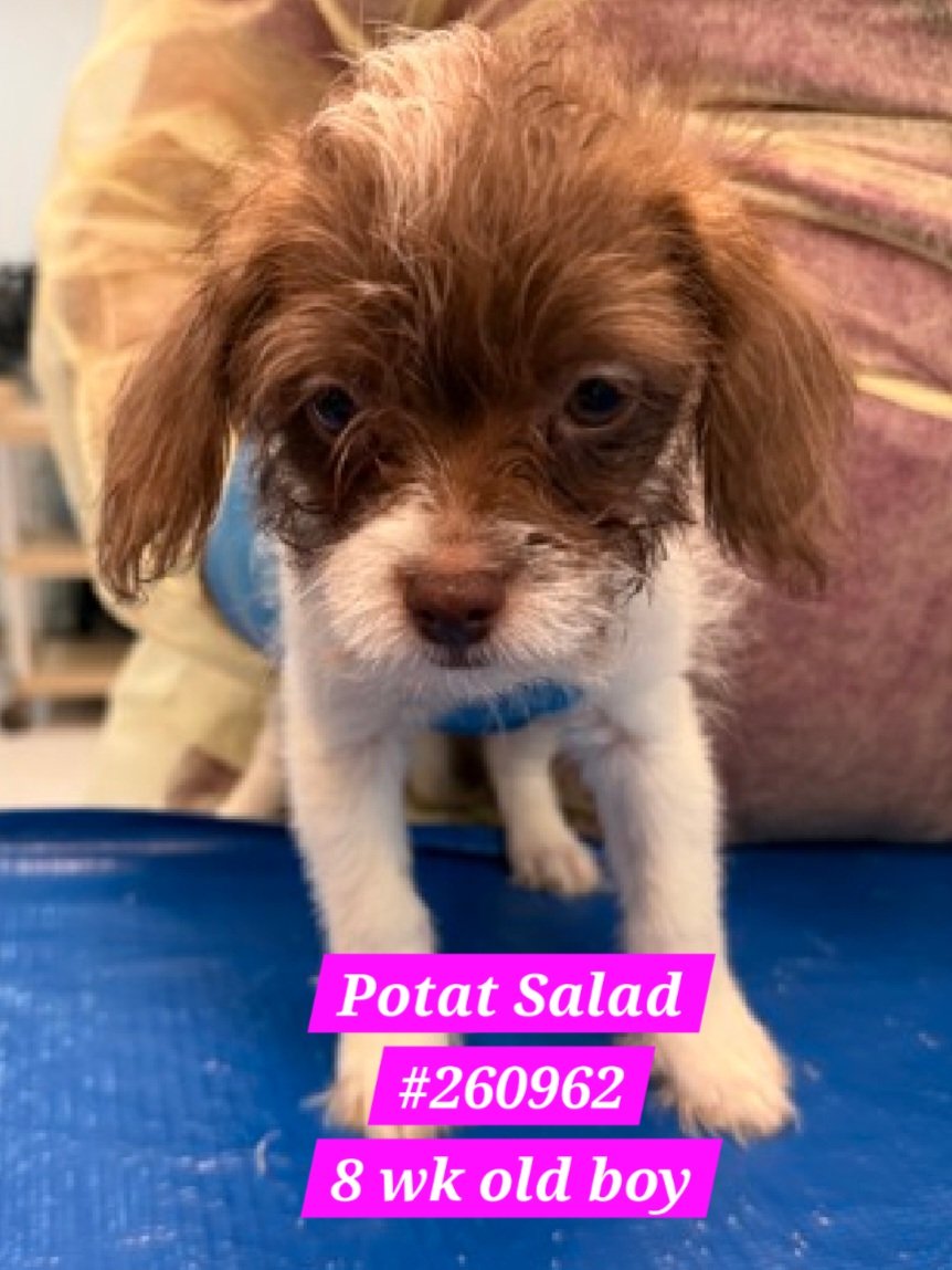 nyc_lilpaws2025's tweet photo. Puppy Time!
3 puppies from Staten Island 
#NYCACC #AdoptMe
All are 8 week old boys
Tato Tot 
https://t.co/KlvqlEOcHj
Waffle Frie https://t.co/G5PiCX3sRB
Potat Salad https://t.co/KcLuy8eZTm
#Pledge4Rescue #foster #adopt 
Need out ASAP due to shelter germs https://t.co/14jiJhqOR7