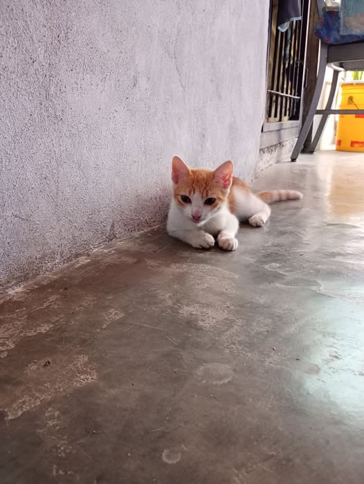 A64029345's tweet photo. En adopción responsable gatibb  3M  come solo y hace en su arenero tiene su camita está en un temporal donde la sra no es la dueña de la casa y tiene que entregarla y tiene 6 gatos más solo que lo tiraron la puerta y no pudo ser indolente quedar ubicado en guatire 04241329525 https://t.co/IbWY1VbYko
