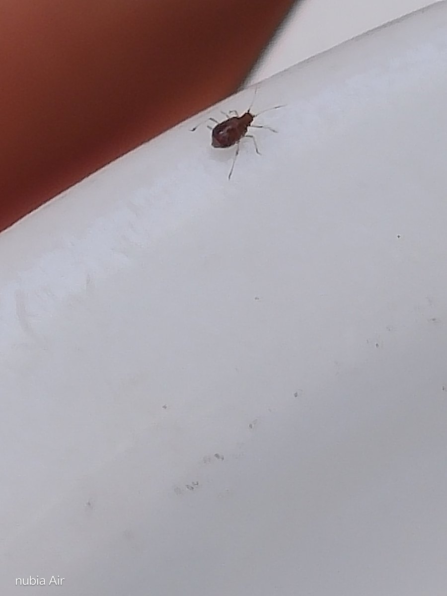 darato_chan's tweet photo. @dumbfrenchrat It's not a bird but an insect, do you have any idea? I think it's cute https://t.co/kKbMmYbWyv