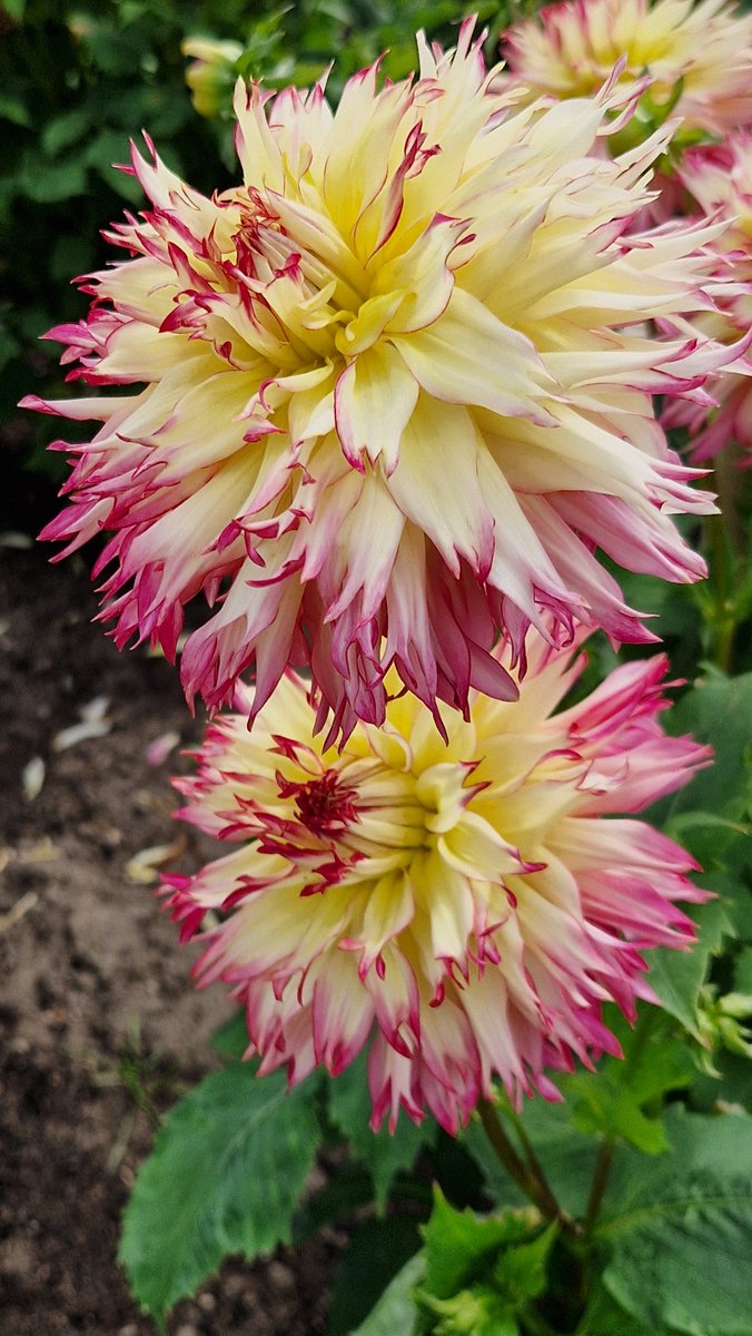LotteTruelsen's tweet photo. It's Dahlia time! 😍
Mine is not doing well this year 🤷‍♀️
However I visitted Sofiero in Sweden today, lots of Dahlias.
This is called Dahlia Caproz Josephine... odd name, but beautiful flower 🫶🌸😄 https://t.co/x8d6DRvR6B