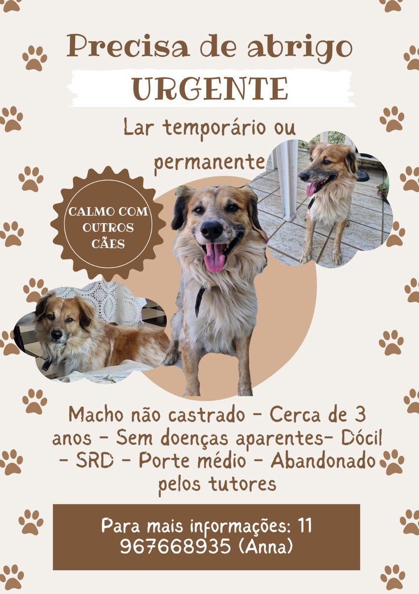 pinkdykedoo's tweet photo. 🚨URGENTE🚨

Este doguinho ainda precisa de um lar! 
Somos de São Paulo e ele apareceu na frente da minha casa. Preciso de ajuda para encontrar um lar temporário ou definitivo! 

Caso tenha interesse me mande uma DM! E se não puder, por favor divulgue! Vamos dar a ele um lar! https://t.co/CiMqyNs8xo