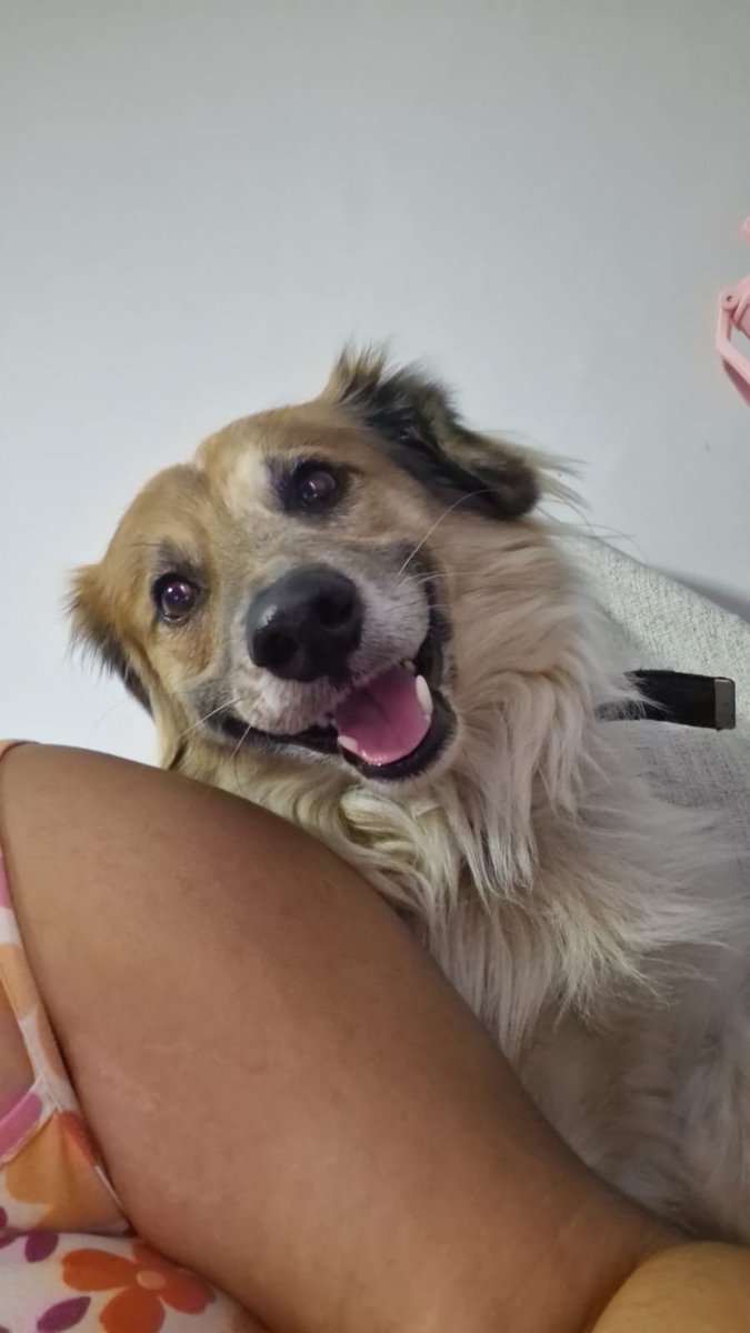 pinkdykedoo's tweet photo. 🚨URGENTE🚨

Este doguinho ainda precisa de um lar! 
Somos de São Paulo e ele apareceu na frente da minha casa. Preciso de ajuda para encontrar um lar temporário ou definitivo! 

Caso tenha interesse me mande uma DM! E se não puder, por favor divulgue! Vamos dar a ele um lar! https://t.co/CiMqyNs8xo