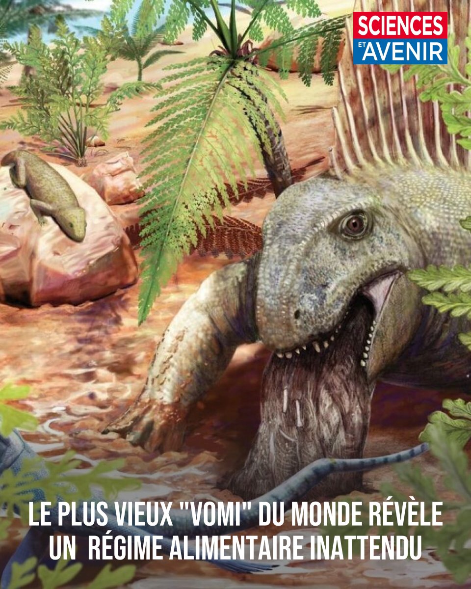 Sciences_Avenir's tweet photo. Il y a 292 millions d’années, un grand prédateur d'avant les dinosaures (sans doute un dimetrodon) a régurgité son repas. 

"L’animal a probablement vomi sur un sol boueux, rapidement recouvert de limon, ce qui a permis la fossilisation" 👉 https://t.co/1gY9gwti40 https://t.co/kPGgMTbJLQ