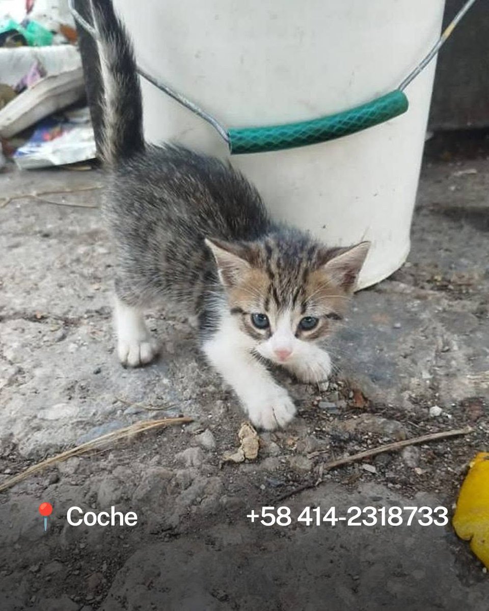 A64029345's tweet photo. CASOS DE TERCEROS!
Gatitos damnificados refugiados en 📷 Coche, Caracas.
Para mayor información contactar al: 0414-2318733 o 0414-3238689
Ellos nos necesitan, cambia su mundo dándoles un hogar de por vida https://t.co/Ng47YRPnPH