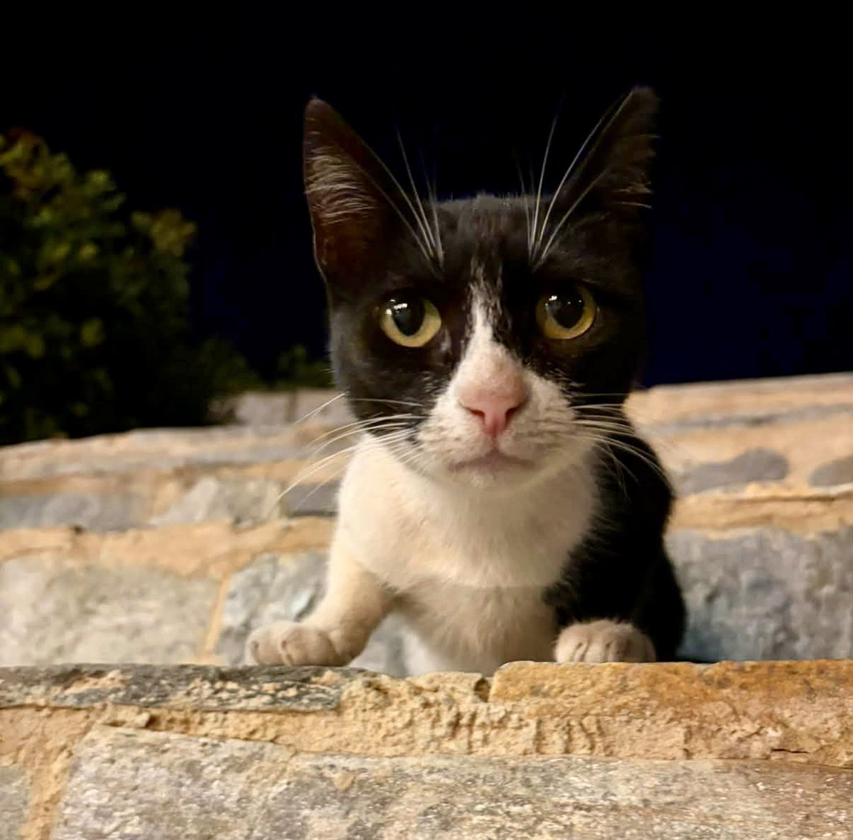 CatsofIraklia's tweet photo. Meet a neutered male at nighttime on the steps of the village square on this tiny Greek island where we care for the Aegean #Cats 
You can help the #cats by making a small donation to the Cats of Iraklia Summer Appeal to fund vital healthcare &amp; food. Purr!
https://t.co/eBupPyhtpP https://t.co/kDwsX2yxyG